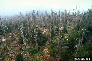 {Image of dead Balsam forest}