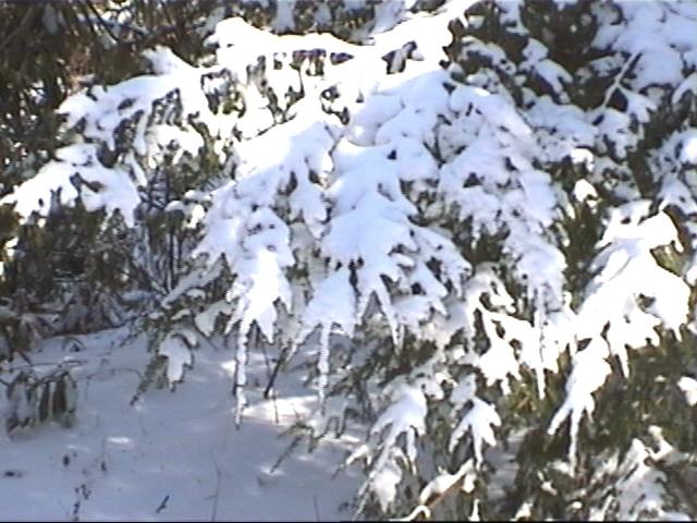 {snowcovered pine}