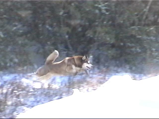 {Timber leaps over the creek}
