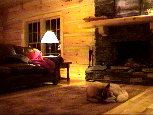 {timber asleep in living room}